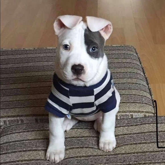 Profile Picture of Jose Fitz (@pepitoflor) on Poshmark