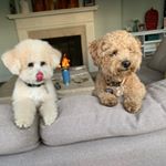 Rory Hodges - Instagram Profile Picture of Rory Hodges (@rordoodle) on Instagram