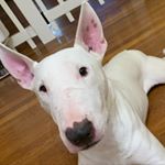 Profile Picture of Caesar The Bull Terrier 🐾 (@bullterrycaesar) on Instagram