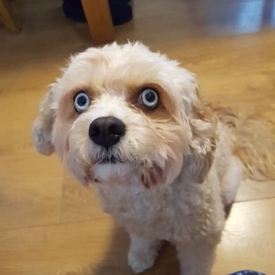 Profile Picture of Colette Dunne (@ColetteDunne4) on Twitter