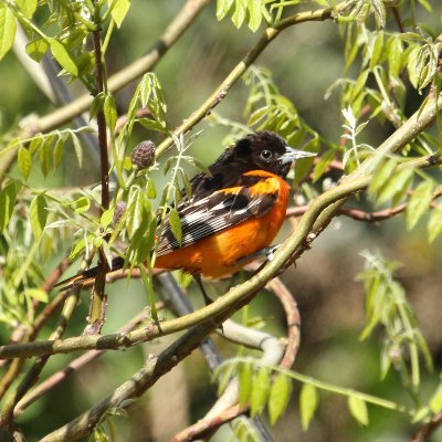 Profile Picture of ClintonHillBirding (@ClintonHillBird) on Twitter