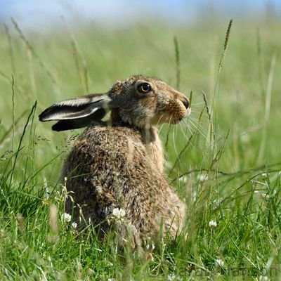 Profile Picture of Sarah Hanson (@Moongazer33) on Twitter