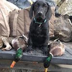 Profile Picture of Tyler Guthmiller (@tylerguthmiller) on Instagram