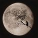 Profile Picture of Adam Ehlert (@blackhook) on Pinterest