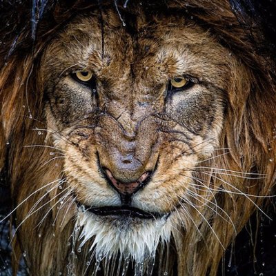 Profile Picture of Ivan Silva (@arkipelagu) on Twitter