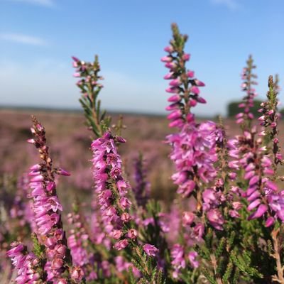 Profile Picture of Isabel Alonso  💙 (@CheltTussock) on Twitter