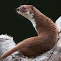 Profile Picture of Adam Niemiec (@adam-niemiec-11) on Quora