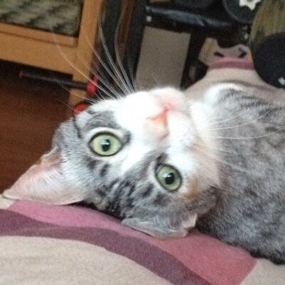 Profile Picture of Steve Baverstock (@Haze_blem) on Twitter