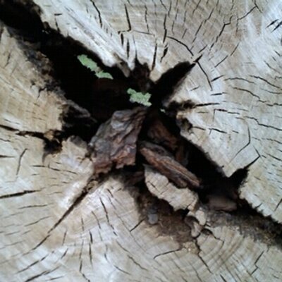 Profile Picture of Mike Lau (@singlewalkrun) on Twitter