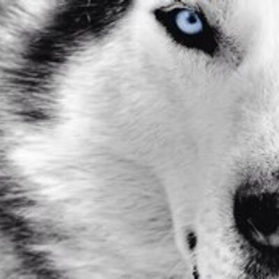 Profile Picture of Noah LaPointe (@noahwillis391) on Twitter