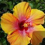 Profile Picture of Charlene M. Greer (@charlenegreer) on Instagram