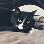 Profile Picture of dzidek_thesweet16_cat (@dzidek_thesweet16_cat) on Instagram