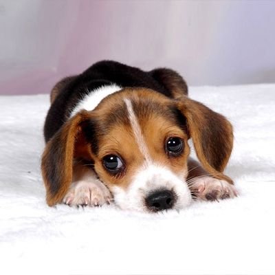 Profile Picture of ライ (@Rahtz) on Twitter