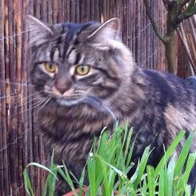 Profile Picture of Yee Cheng (@YeeCheng46) on Twitter