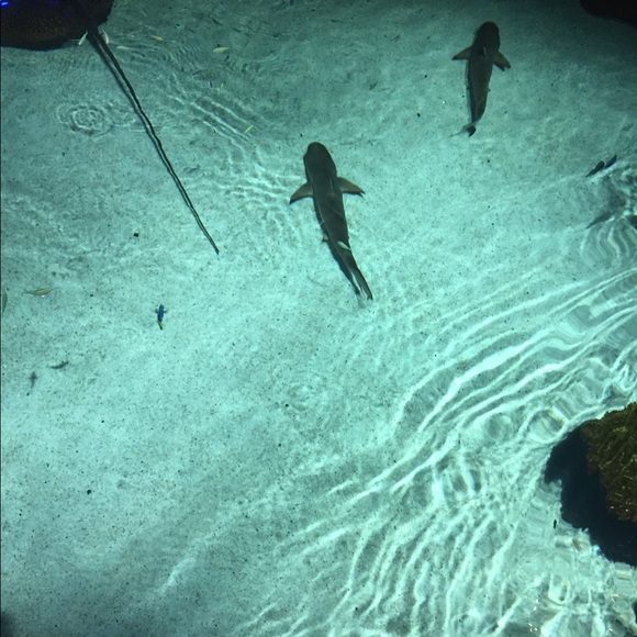 Profile Picture of Dameone Suggs (@10thst) on Poshmark