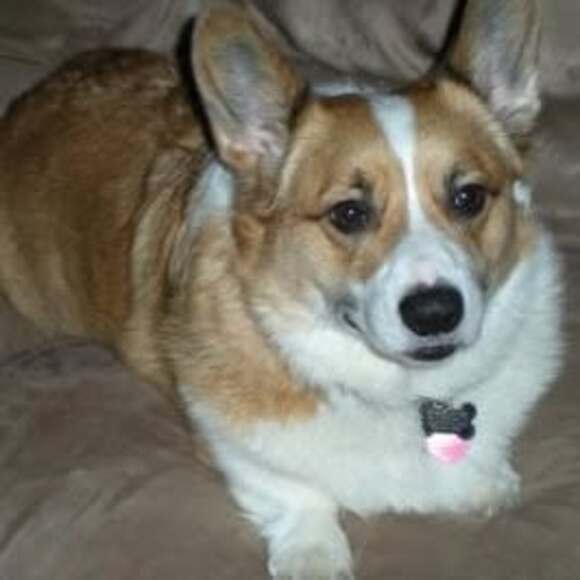 Profile Picture of Shelly Mentch (@kitt2469) on Poshmark