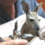 Profile Picture of Josephine Brennan-Kuss (@kangarooorphanage) on Instagram