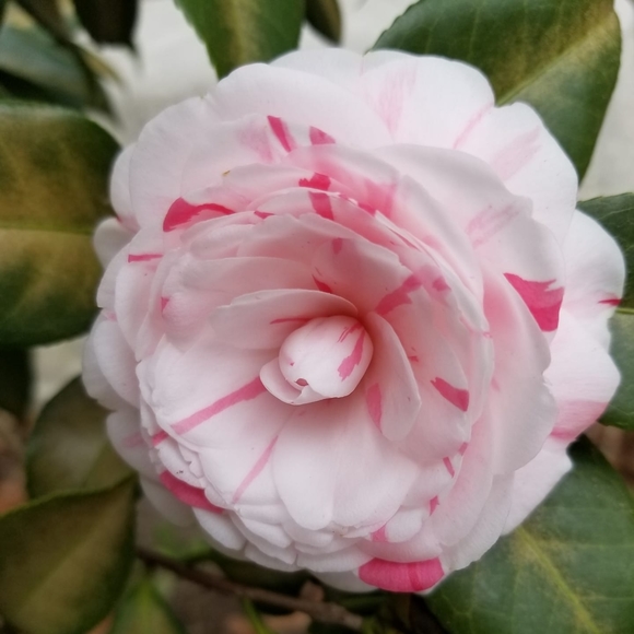 Profile Picture of Janet Buenzow (@jebnurse05) on Poshmark