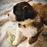 Profile Picture of JUNE 🐶 the SaiNt BerNaRd! (@june.saintbernard) on Instagram