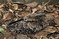 Profile Picture of Tawny-collared nightjaron Wikipedia
