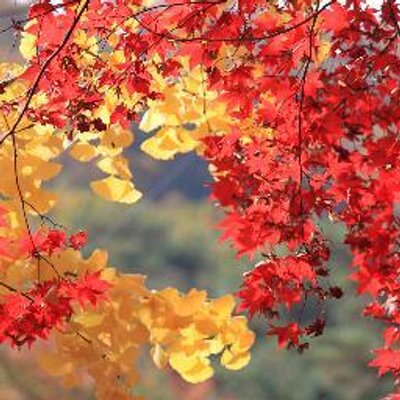 Profile Picture of Yu_feng, Chen (@yufengChen1) on Twitter