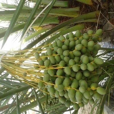 Profile Picture of Jomy Mathew (@mathew_jomy) on Twitter