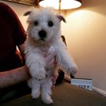 Profile Picture of Bruce Bielby-High (@bruce_bielby_high) on Instagram
