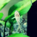 Profile Picture of Tom Wilmott (@that_guy_called_tom_101) on Instagram