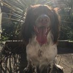 Profile Picture of Norman Levi Falet (@norman_the_springer) on Instagram