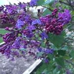 Profile Picture of Karen Mohr (@karemore3) on Instagram