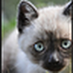 Profile Picture of Catherine Mulconrey (@snowfoxia) on Flickr