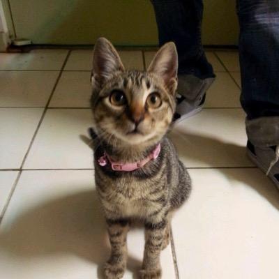 Profile Picture of Jacob Chang (@Jacoob0328) on Twitter