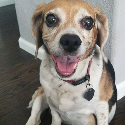 Profile Picture of Counting My Blessings (@Allison63313946) on Twitter