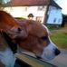 Profile Picture of Jeremy Beagle (@jeremy.beagle.984) on Facebook