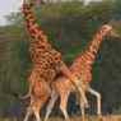 Profile Picture of Kenneth Foster (@TheOnalikOne_24) on Twitter