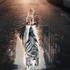 Profile Picture of Charline Echallon Ga (@@charline_gauthier) on Tiktok