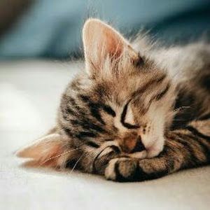 Profile Picture of markjosephbibaro0 (@markjosephbibaro0) on Tiktok