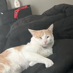 Profile Picture of Michael Selvaggi (@michael.selvaggi.2025) on Facebook