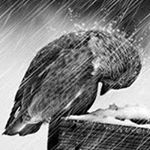 Profile Picture of George Pavlopoulos (@pavlopoulosg) on Instagram