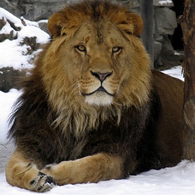 Profile Picture of Neil Patton Young (@npy77004) on Twitter