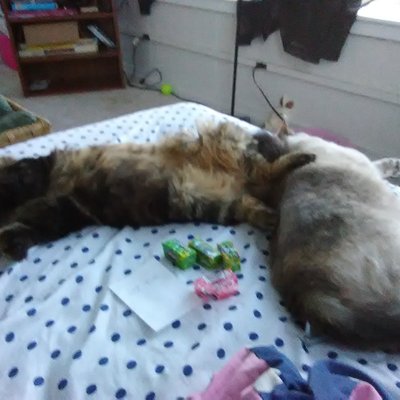 Profile Picture of David Sardella (@boo_sardella) on Twitter