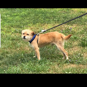 Profile Picture of Amanda Larocque (@amandalarocque3684) on Youtube