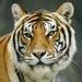 Profile Picture of Steve Bernal (@stevebernal351) on Pinterest
