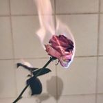 Profile Picture of Tabitha Armstrong (@tabirose1122) on Instagram