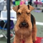 Profile Picture of Champion Welsh Terrier (@clark_and_friends) on Instagram