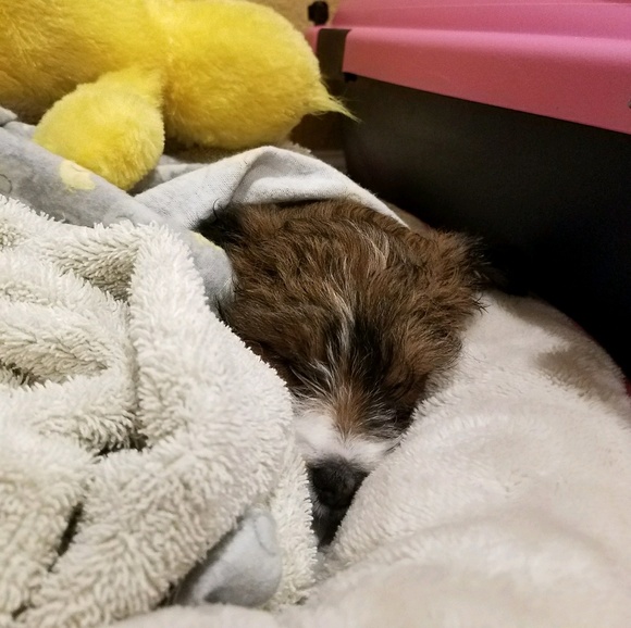 Profile Picture of Javier Manzano (@javierapple) on Poshmark