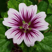 Profile Picture of Lisa McClain (@lisamcclain3285) on Youtube