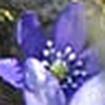 Profile Picture of Kuu Kuu (@kuu kuu) on Flickr