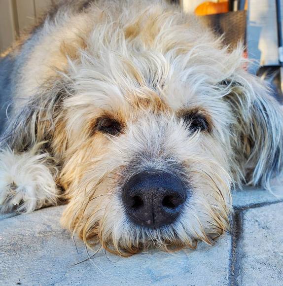 Profile Picture of Vikki Drewlo (@vikkidrewlo) on Poshmark