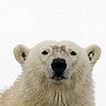 Profile Picture of Peterls (@peterls) on Flickr